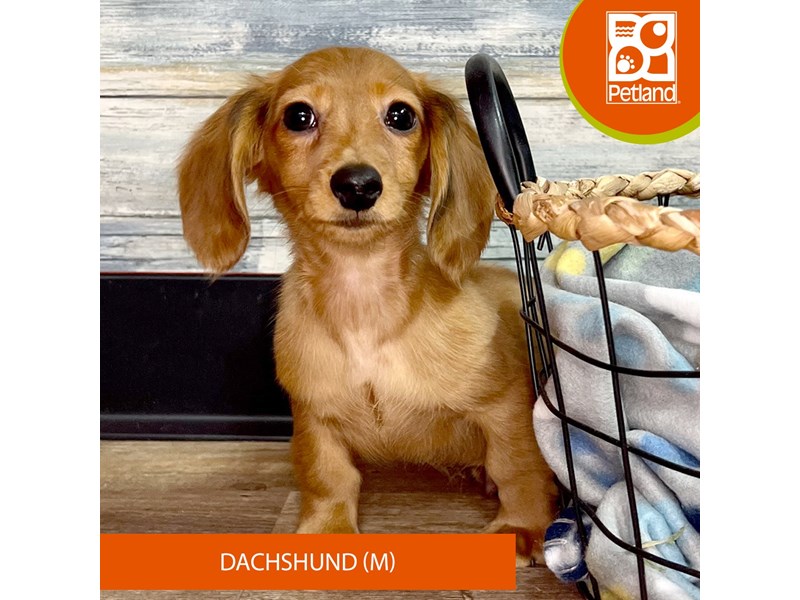 Dachshund-Male-Red-4030335-Petland Eastgate