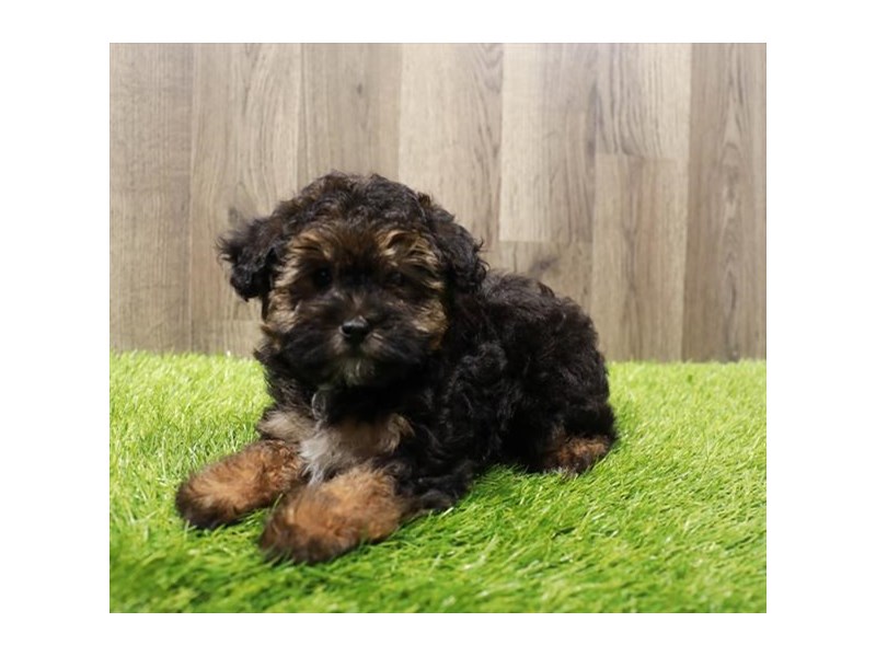 Pomapoo-Male-Black / Tan-4059161-Petland Eastgate