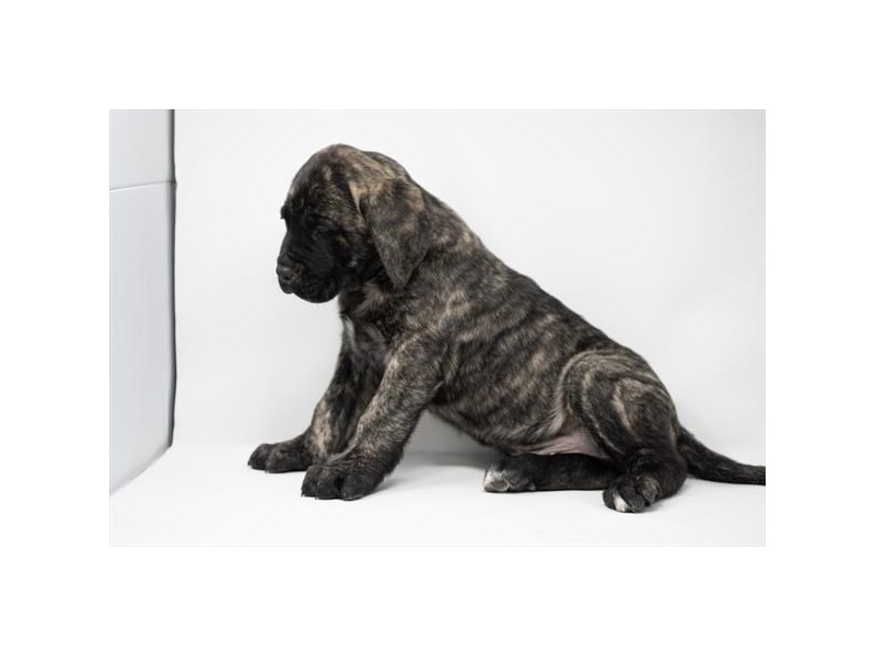 English Mastiff-Male-Brindle-4059974-Petland Eastgate