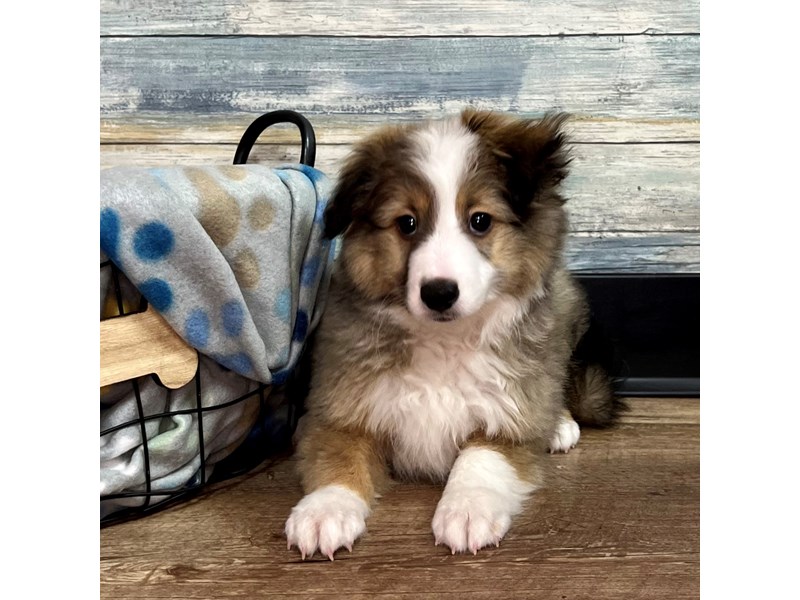 Shetland Sheepdog-Male-Sable / White-4062630-Petland Eastgate