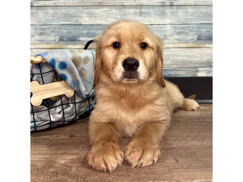 Golden Retriever-Female-Golden-4062618-Petland Eastgate