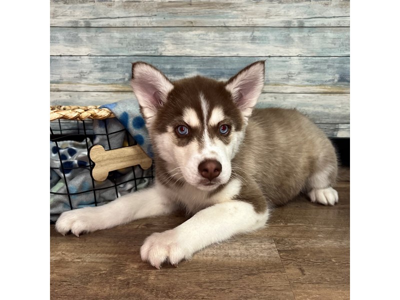 Siberian Husky-Male--4061581-Petland Eastgate