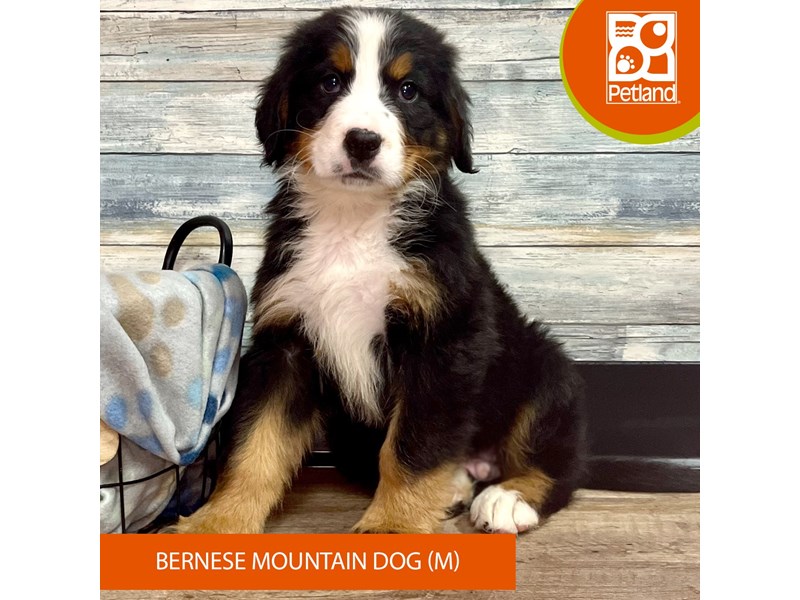 Bernese Mountain Dog-Male--4061575-Petland Eastgate