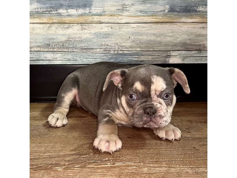 French Bulldog-Male-Lilac Merle-4071126-Petland Eastgate
